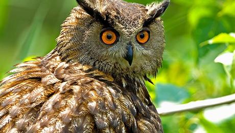 İlk kez puhu gördüler