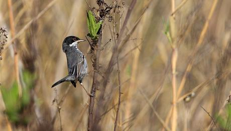 TÜRÜN İLK FOTOĞRFI (Türkiye)