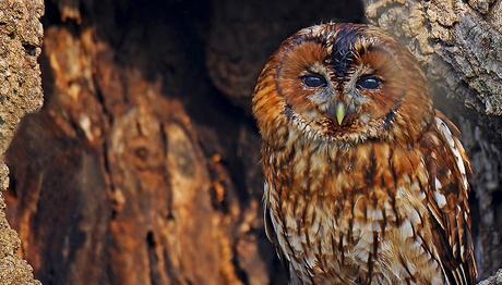 Bilim İnsanları Baykuşların Gizemli Dünyasını Çözüyor