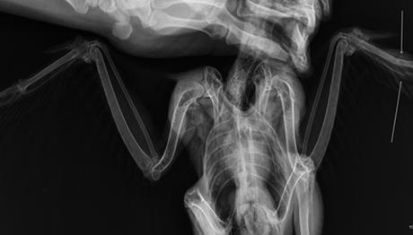 Örnek haber adı gelecek.