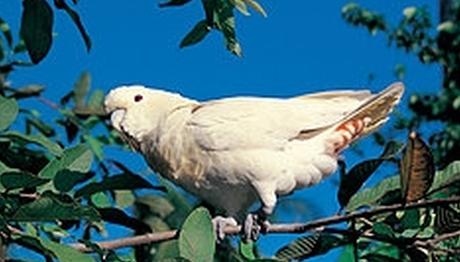 FİLİPİNLERDEKİ KAKADU PAPAĞANLARI YENİ SORUNLARLA KARŞI KARŞIYA