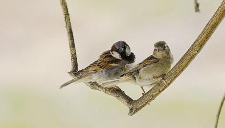 Bugün,Dünya Serçe Günü!!