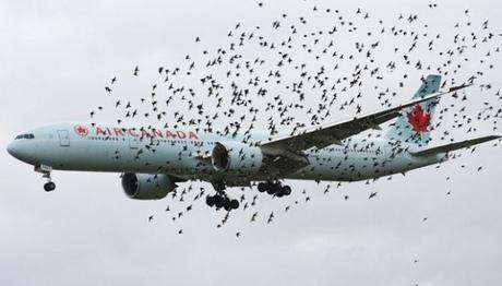 Balıklar uçak düşürecek