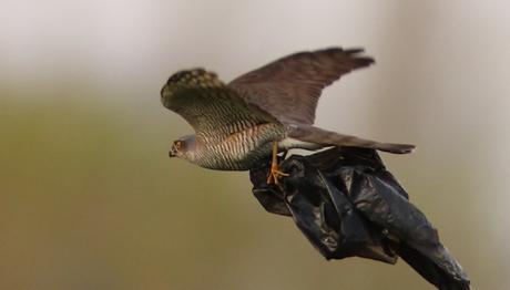 Kuşlardan Mesaj Var!