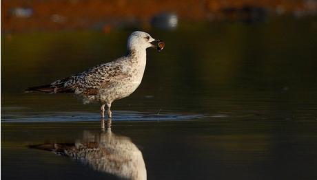 Örnek haber adı gelecek.