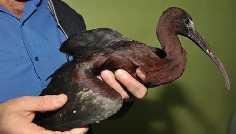 Yaralı Çeltikçi Kuşuna Doğa Fotoğrafçısı Sahip Çıktı