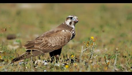Örnek haber adı gelecek.