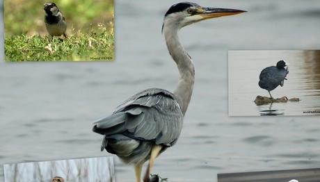 SAMSUN KIZILIRMAK DELTASI SULAK ALAN RÖPORTAJI