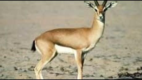 Örnek haber adı gelecek.