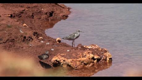 Yeni proje ve yeni türler