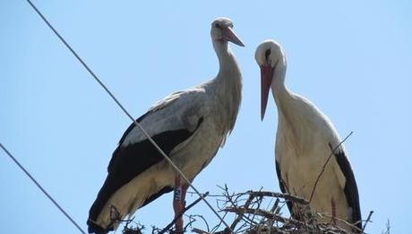 Örnek haber adı gelecek.