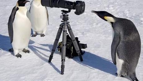 DÜNYA PENGUENLER GÜNÜ (25 Nisan)