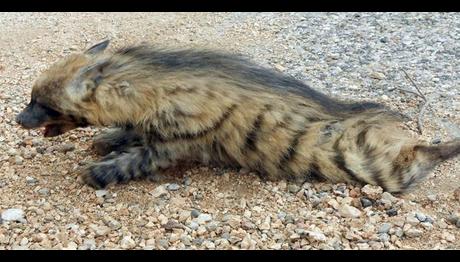 Örnek haber adı gelecek.