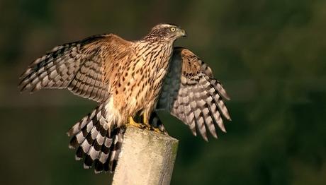 Örnek haber adı gelecek.