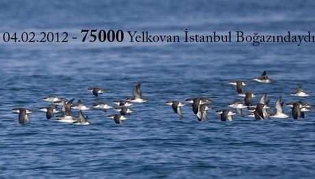 Yelkovan projesini Dilek Şahin e sorduk.