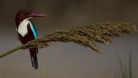 Örnek haber adı gelecek.