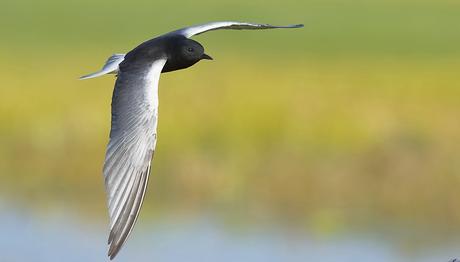Örnek haber adı gelecek.