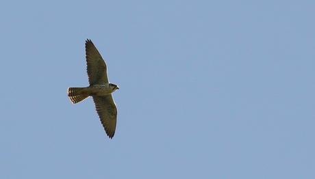 Nadir Türlere İkinci Fotoğraf Desteği