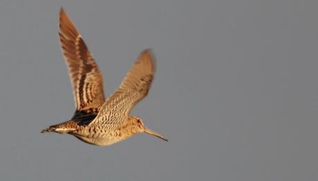 Örnek haber adı gelecek.