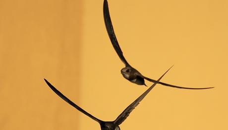 Örnek haber adı gelecek.