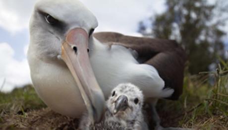 Ada kuşların, utancı bizlerin