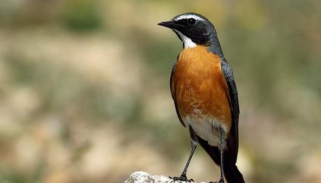 Kuyucuk gölündeki kuş türü 229 a ulaştı