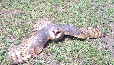 Peçeli Baykuş Koruma Altına Alındı