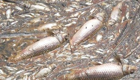 Söke Ovasında Toplu Balık Ölümleri