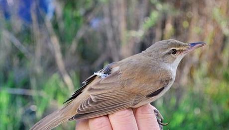 Kuşlara mikro takip