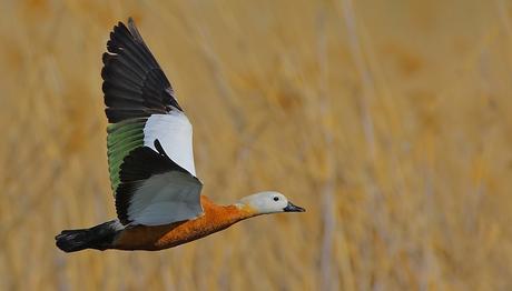 Kızılırmak Deltası'nda da kuraklık baş gösterdi