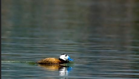 Örnek haber adı gelecek.
