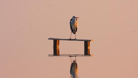 Balıkçıl kuşları nefes kesiyor