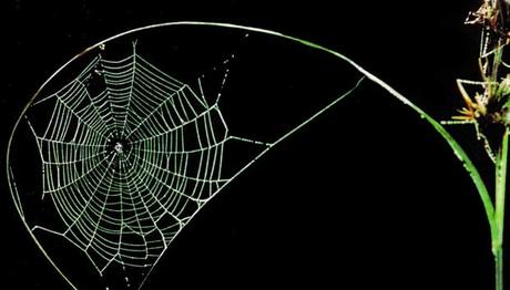 ÖRÜMCEK AĞLARI ELEKTRİKSEL GÜÇLE YAKALIYOR