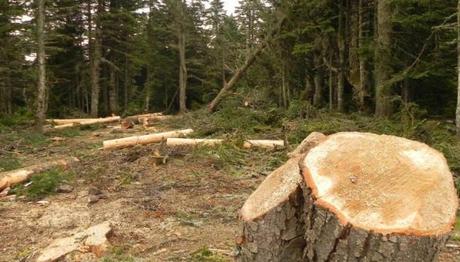 Uludağ'da Ağaç Katliamı