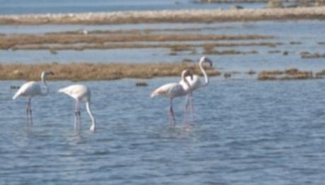 ESRA KARAKAYA ANADOLU LİSESİ, KUŞLARI AVRUPA'DA GÖZLEMLEYECEK