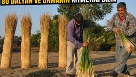 Bu Dalyan Ve Orman Çok Farklı