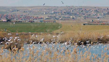 Mogan Gölü - Gölbaşı 