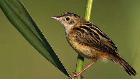 Örnek haber adı gelecek.