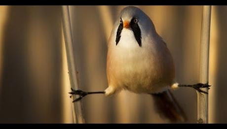 Örnek haber adı gelecek.