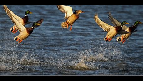 Örnek haber adı gelecek.