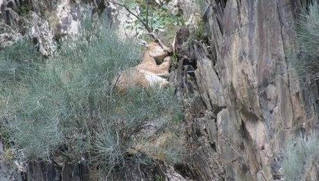 Kaçak Avcılar Yaban Hayvanlarını Ayrım Yapmadan Vuruyor !
