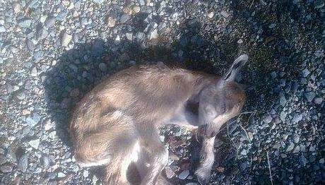 Örnek haber adı gelecek.