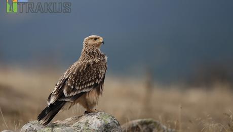 Örnek haber adı gelecek.