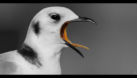 Örnek haber adı gelecek.