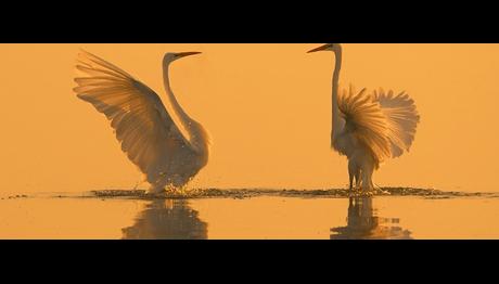 Manyas Kuş Cennetinin Beyaz Melekleri