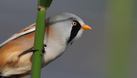 Örnek haber adı gelecek.