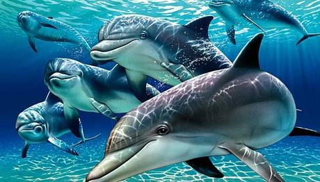 Merhametli Hayvanlar