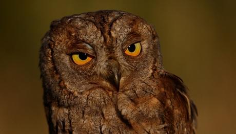 Bu yıl da halkalandılar