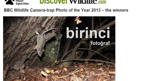 BBC Wildlife Fotokapan Yarışması 