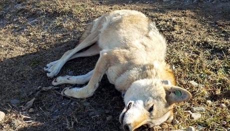 Dişi kurt 'Asena' avcı kurbanı oldu